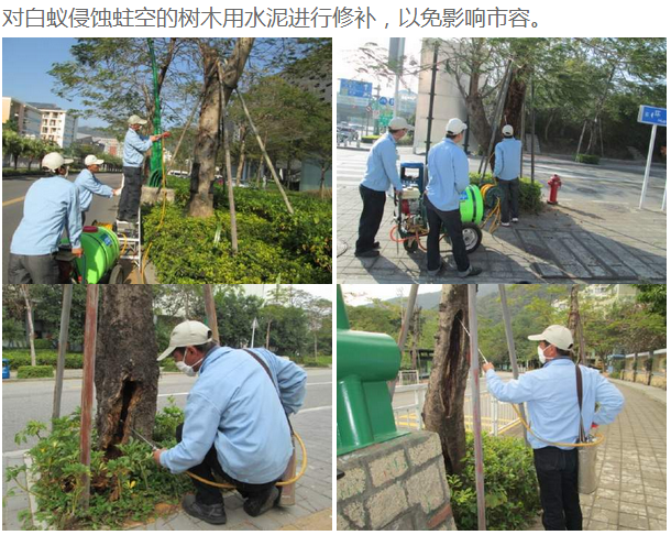 白蚁防治成功案例