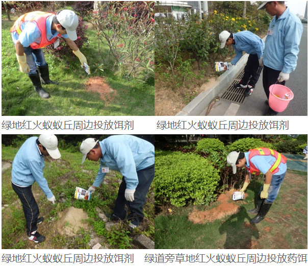 红火蚁防治成功案例